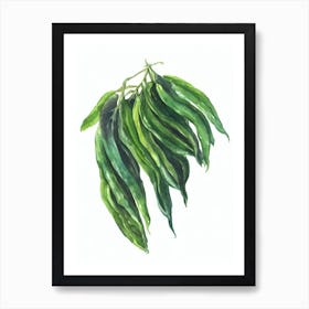 Sweet Potato Vine (Ipomea Batatas) Watercolor Art Print