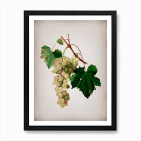 Vintage Muscat Grape Botanical on Parchment Art Print