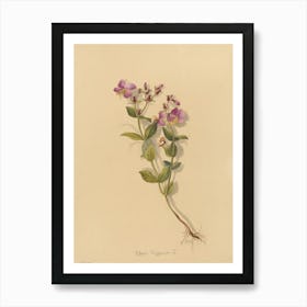 Violets Art Print