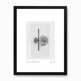 Chrysanthemum Botanical Collage 4 Art Print