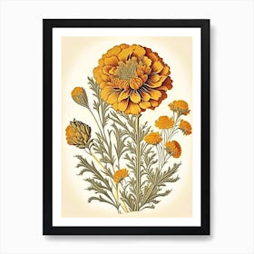 Desert Marigold Wildflower Vintage Botanical 2 Art Print
