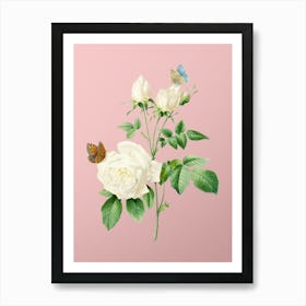 Vintage White Bengal Rose Botanical on Soft Pink n.0747 Art Print