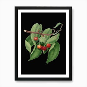 Vintage Cherry Botanical Illustration on Solid Black n.0729 Art Print
