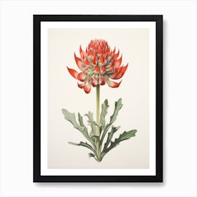 Pressed Wildflower Botanical Art Indian Paintbrush Art Print