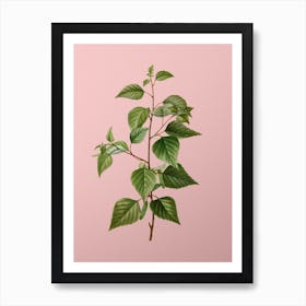 Vintage Black Birch Botanical on Soft Pink n.0014 Art Print