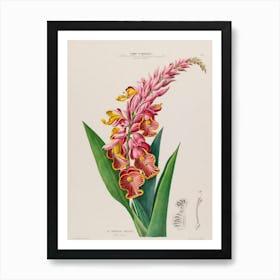 Orchid 1 Art Print