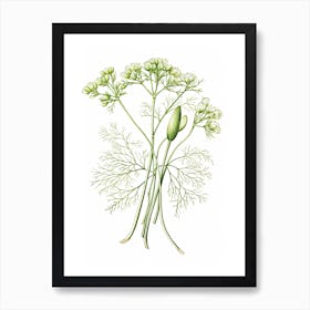 Fennel Vintage Botanical Herbs 1 Art Print
