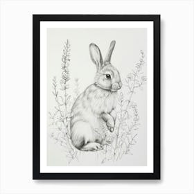 Silver Marten Rabbit Drawing 4 Art Print