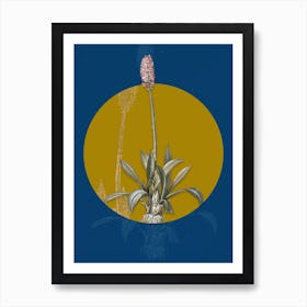 Vintage Botanical Swamp Pink on Circle Yellow on Blue Art Print