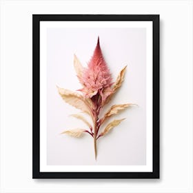 Pressed Flower Botanical Art Celosia 1 Art Print