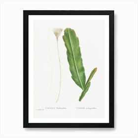 Cactus Phyllanthus, Pierre Joseph Redoute Art Print