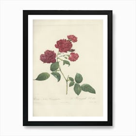 Rose Illustration, Pierre Joseph Redoute (82) Art Print