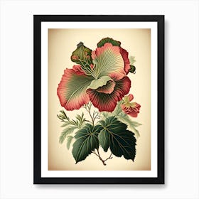 Hibiscus Herb Vintage Botanical Art Print