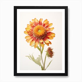 Pressed Flower Botanical Art Gaillardia Art Print