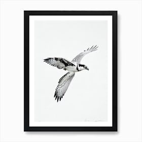 Osprey B&W Pencil Drawing 2 Bird Art Print
