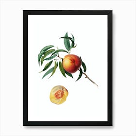 Vintage Peach Botanical Illustration on Pure White n.0084 Art Print