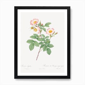 Short Styled Field Rose, Pierre Joseph Redoute Art Print