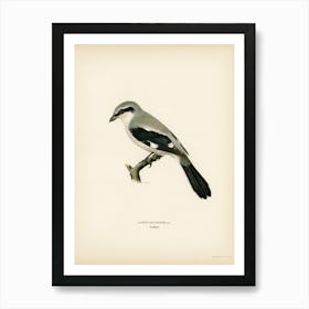 Great Grey Shrike (Lanius Excubitor), The Von Wright Brothers Art Print