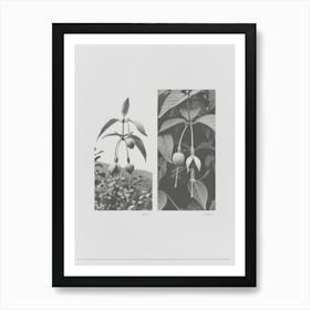 Fuchsia Flower Photo Collage 4 Art Print