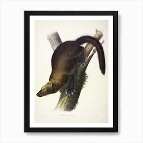 Fisher, John James Audubon Art Print