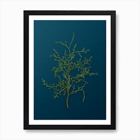 Vintage Sictus Tree Botanical Art on Teal Blue n.0681 Art Print