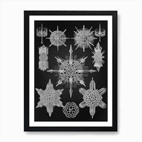 Vintage Haeckel 16 Tafel 41 Wunderstrahlinge Art Print