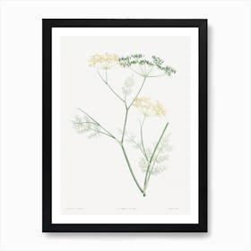 Fennel Flowering Plant From La Botanique De Jj Rousseau, Pierre Joseph Redouté Art Print
