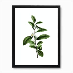 Vintage Tea Tree Botanical Illustration on Pure White n.0720 Art Print