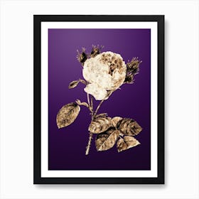 Gold Botanical Centifolia Roses on Royal Purple n.1208 Art Print