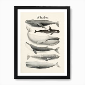 Whales Collection Art Print