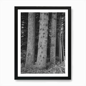 Untitled Photo, Possibly Related To Trees On Holdings Of The Long Bell Lumber Company, Cowlitz County, Art Print