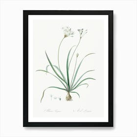 Allium Fragrans Illustration From Les Liliacées (1805), Pierre Joseph Redoute Art Print