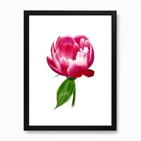 Peony Art Print