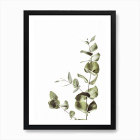 Eucalyptus Plant Art Print