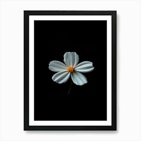 White Flower On Black Background Art Print