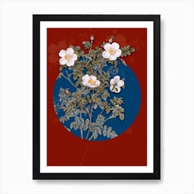Vintage Botanical White Candolle's Rose on Circle Blue on Red n.0154 Art Print