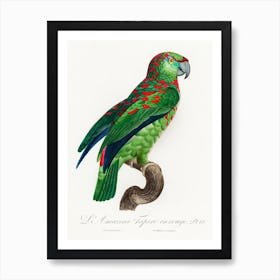 The Turquoise Fronted Amazon (Amazona Aestiva) From Natural History Of Parrots, Francois Levaillant Art Print