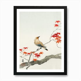 Japanese Plague Bird On Maple (1900 1936), Ohara Koson Art Print