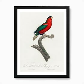 The Phigy Parrot, Psittacus Phigy From Natural History Of Parrots, Francois Levaillant Art Print