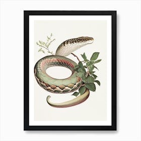 Crested Snake Vintage Affiche