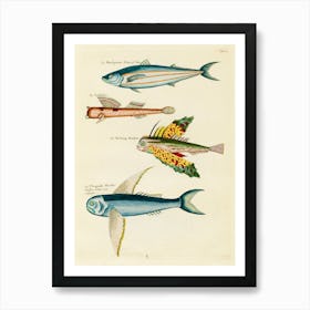 Colourful And Surreal Illustrations Of Fishes Found In Moluccas (Indonesia) And The East Indies, Louis Renard(44) Art Print