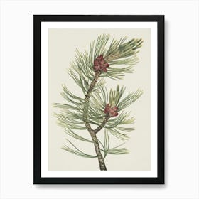 Pine Branch 1 Art Print