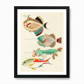 Colourful And Surreal Illustrations Of Fishes And Lobster Found In Moluccas (Indonesia) And The East Indies, Louis Renard(17) Art Print