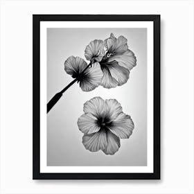 Hibiscus B&W Pencil 2 Flower Art Print