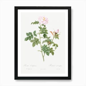 Pale Pink Flower, Pierre Joseph Redoute Art Print