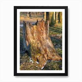 Colourful wood of an old tree in a park 1 Art Print