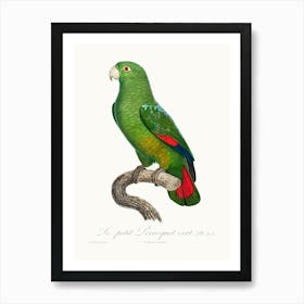 The Black Billed Amazon, From Natural History Of Parrots, Francois Levaillant Art Print