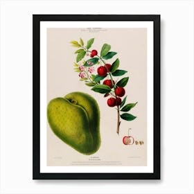 Fruit Of The Guava Tree Art Print