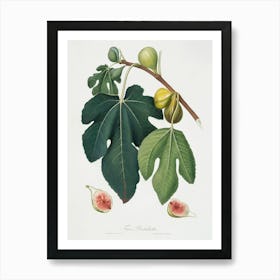 Fig (Ficus Carica Sativa) From Pomona Italiana (1817 - 1839), Giorgio Gallesio 3 Art Print