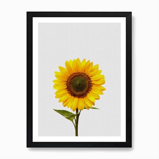 Sunflower Still Life Art Print